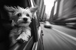 © Stanley - A small dog enjoys the rush of city life while peeking out of a moving car window on a sunny day