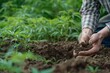 © AHNH3 - Farmer examining soil quality in a field of growing hemp plants