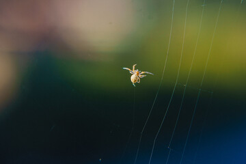 dew drops on a spider's web in the rays of the sun