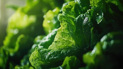 Sticker - A fresh head of lettuce captured in a close-up shot