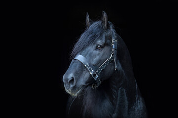 Wall Mural - Black shot head portrait of an elderly senior noriker coldblood horse stallion; isolated on black background