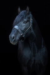 Wall Mural - Black shot head portrait of an elderly senior noriker coldblood horse stallion; isolated on black background