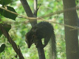 treeshrew on a branch