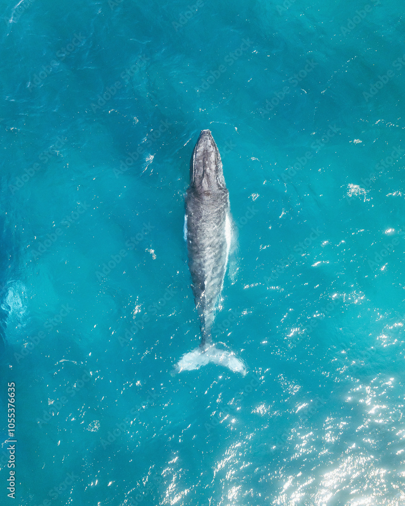 Aerial view of humpback whales swimming in the beautiful blue ocean ...