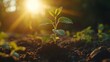 © Kenny Parker - Close-up of a young plant sprouting towards the sun concept of environmental growth and sustainable development