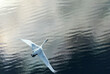 © Amazing Aerial - Aerial view of swans gracefully floating over a serene lake with beautiful reflections, Khanty Mansi Autonomous Okrug, Russia.