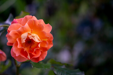 natural garden rose macro detail shot, the most colorful rose detail photo