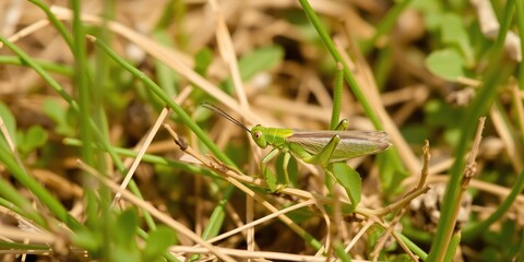 Small green grasshopper perched on a piece of dry vegetation in a natural setting, green, outdoors