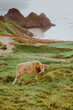 © kedar - Cattle grazing freely on the lush green mountains near Three Cliffs Bay in Wales