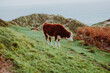 © kedar - Cattle grazing freely on the lush green mountains near Three Cliffs Bay in Wales