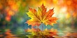 © Hugnaka - seamless abstract background of maple leaf reflected