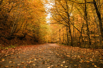 Fallen leaves and colorful autumn landscape