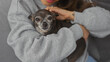 © Krakenimages.com - Hispanic woman cuddling her chihuahua inside a cozy modern living room