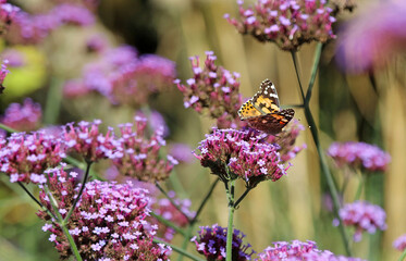 Sticker - Closeup of a Painted Lady butterfly perched on on Verberna blooms, Norfolk England
