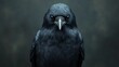 © Tyoma - A black bird with an angry expression on its face