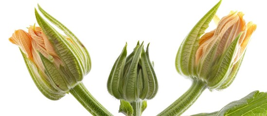 Two zucchini flower buds with leaves against a white backdrop offering copy space image