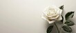 © Ilgun - A white rose displayed on a white background with copy space image