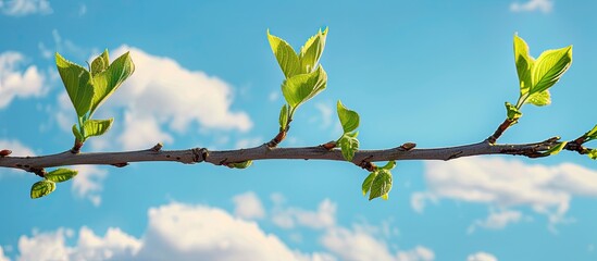 Poster - a fresh start showcased by young leaves emerging from a tree branch set against a springtime sky emb