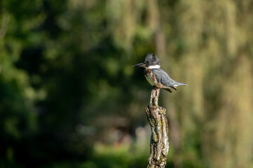 Wall Mural - Kingfisher perched on branch looking for food