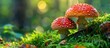 © Ilgun - Vivid Fly agaric mushrooms on lush moss showcase stunning colors in a woodland setting with space for text in the image. Copy space image. Place for adding text and design