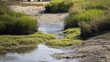 © NeuralNiche - Intertidal wetland with vegetation during low tide in a coastal environment