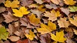 © Annisa - autumn leaves background