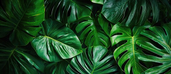 Tropical Green Leaves On Background Nature Summer Forest Plant Concept Creative Layout Made Of Tropical Leaves Nature Concept