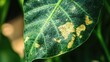 © -Quantum Pixels- - Damage from spider mite infestations on a houseplant leaf of the Colocasia variety