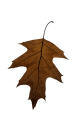 Wall Mural - autumn maple leaf