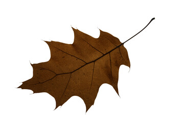 Wall Mural - autumn maple leaf