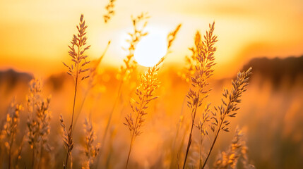 Golden wheat field at sunset with a vibrant sky, showcasing the beauty of agriculture and nature