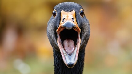 Close up portrait of an enraged goose displaying its open beak in an aggressive manner