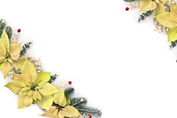 Wall Mural - christmas decoration. flowers of white yellow poinsettia, branch christmas tree, berries mistletoe, 