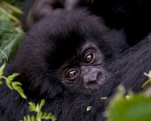 Closeup of a beautiful, black, Rwandan baby mountain gorilla.