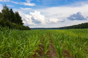 corn field and blue sky with clouds