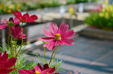 Wall Mural - pink cosmos flower blooming in the garden
