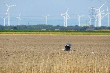 grey heron flying low in front of a huge huge wind farm