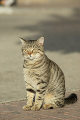 Gray striped Cat with extended tail walking on the street old town Budva, Montenegro