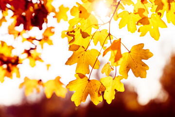 Wall Mural - Experience the Stunning Autumn Leaves with Vibrant Shades of Yellow and Red Hues