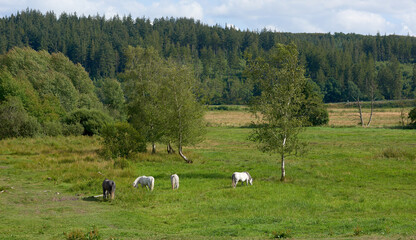 Countryside, horses and meadow with field, spring and mockup space with animal. Outdoor, nature and mare with grass, calm and green with eco friendly and landscape on sustainable farm in Ireland