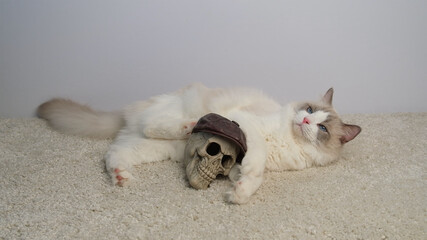 White cat and human skull lying on white carpet.