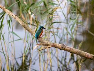 kingfisher on a branch