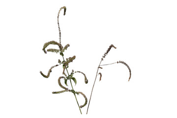 Wall Mural - Aromatic flowers and seeds of a wild mint on the edge of a stream in late October, isolated on white background