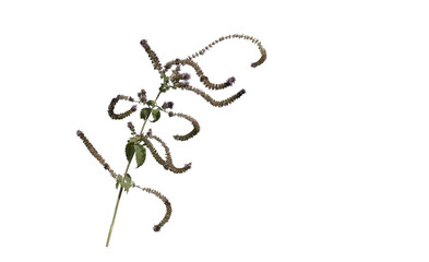 Wall Mural - Aromatic flowers and seeds of a wild mint on the edge of a stream in late October, isolated on white background