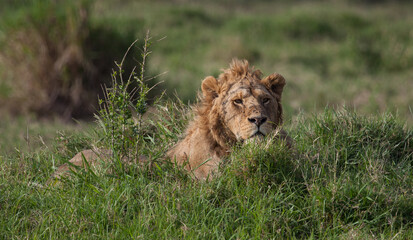 Big male lion sitting in the grass looking regal, like the king of the jungle