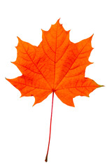 Canvas Print - Red maple leaf isolated on transparent background.