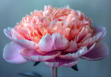 Pink Peony in Bloom