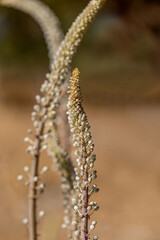 Sticker - Drimia Maritima, also known as sea onion and island onion (urginea maritima, rimia maritima)