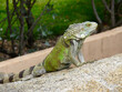 © melissa - Iguana