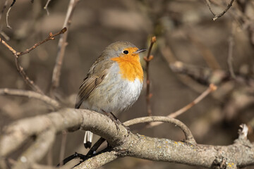 Wall Mural - Robin bird sits on a tree branch close up